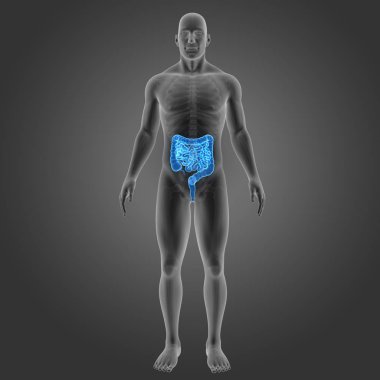 Bağırsak iskelet ön Manzaralı