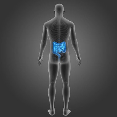 Bağırsak iskelet arka Manzaralı