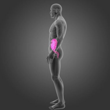 Bağırsak iskelet Oda