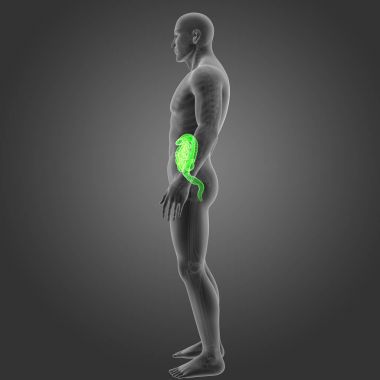 Bağırsak iskelet Oda