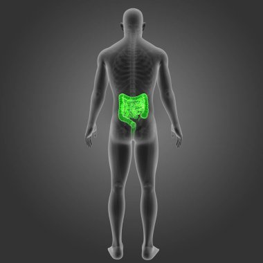 Bağırsak iskelet arka Manzaralı