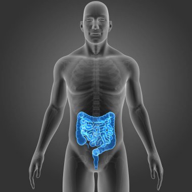 Bağırsak iskelet ön Manzaralı