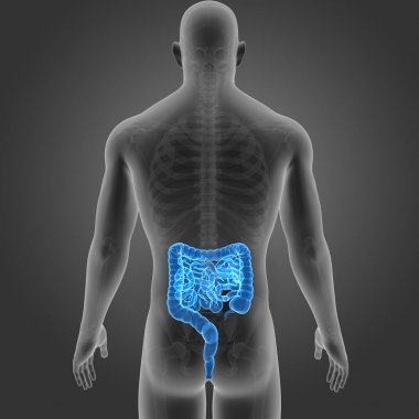 Bağırsak iskelet arka Manzaralı