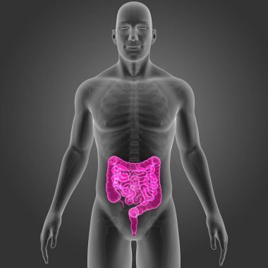 Bağırsak iskelet ön Manzaralı