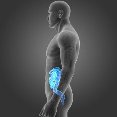 Bağırsak iskelet Oda