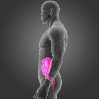 Bağırsak iskelet Oda