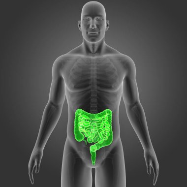 Bağırsak iskelet ön Manzaralı