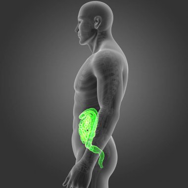 Bağırsak iskelet Oda