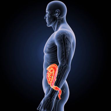 Bağırsak iskelet Oda