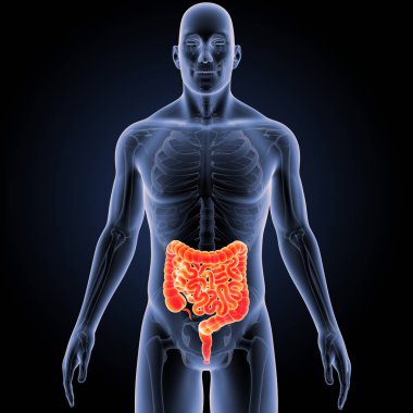 Bağırsak iskelet ön Manzaralı