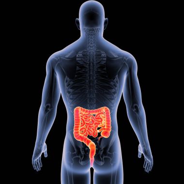 Bağırsak iskelet arka Manzaralı