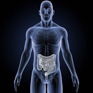 Bağırsak iskelet ön Manzaralı