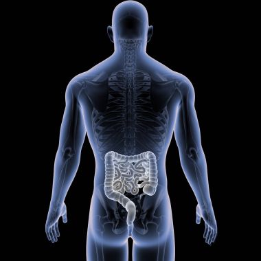 Bağırsak iskelet arka Manzaralı