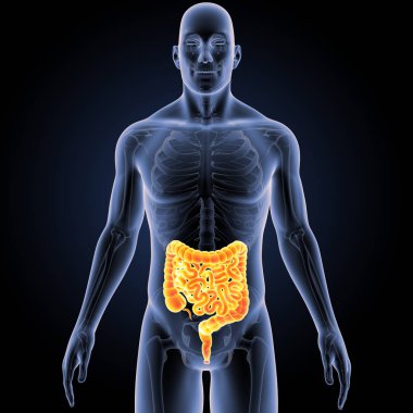 Bağırsak iskelet ön Manzaralı