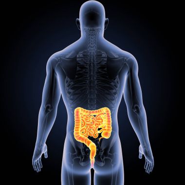 Bağırsak iskelet arka Manzaralı