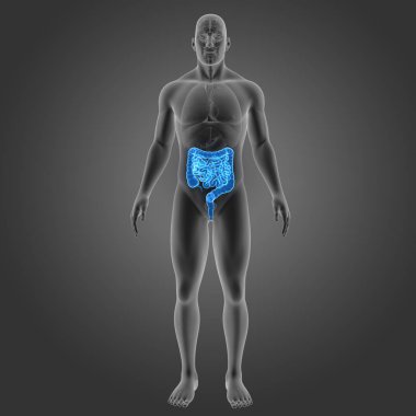 Bağırsak organları ön Manzaralı