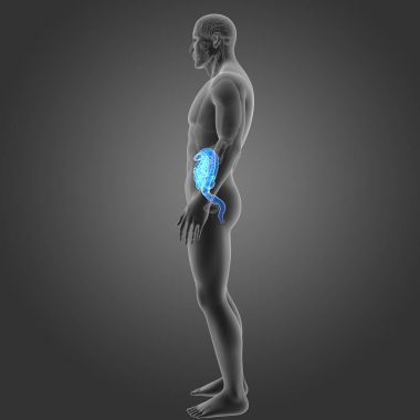 Bağırsak organları Oda