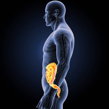 Bağırsak iskelet Oda