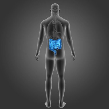 Bağırsak organları arka Manzaralı