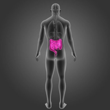 Bağırsak organları arka Manzaralı