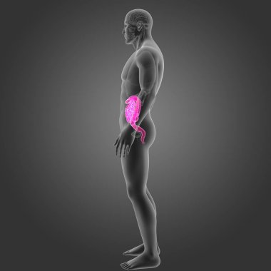 Bağırsak organları Oda