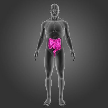 Bağırsak organları ön Manzaralı