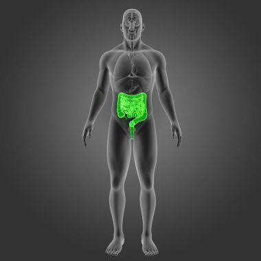 Bağırsak organları ön Manzaralı