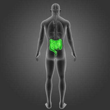 Bağırsak organları arka Manzaralı