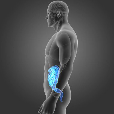 Bağırsak organları Oda