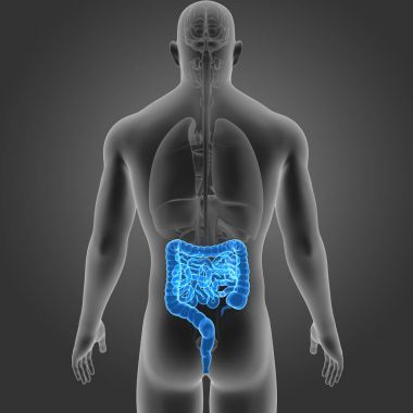 Bağırsak organları arka Manzaralı