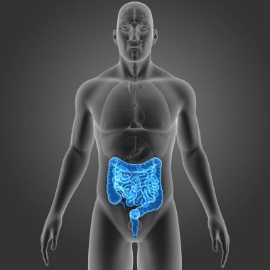 Bağırsak organları ön Manzaralı