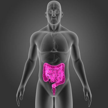 Bağırsak organları ön Manzaralı