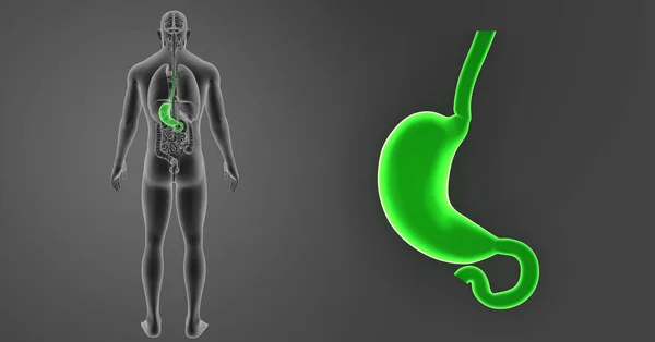 Увеличение желудка с помощью органов — стоковое фото
