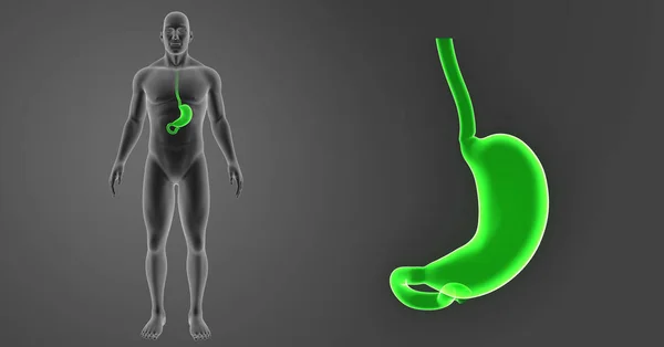 Magen zoom med kroppen — Stockfoto