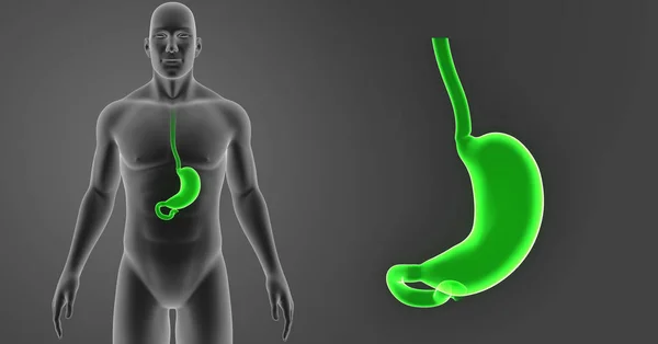Stomach zoom with body — Stock Photo, Image