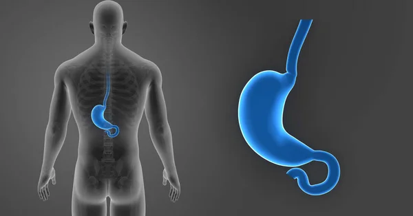 スケルトンと胃ズーム — ストック写真