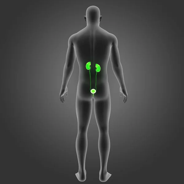 Układu moczowego z organizmu — Zdjęcie stockowe