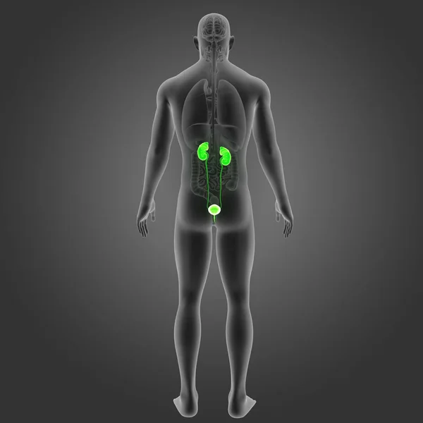 Układ moczowy z narządów — Zdjęcie stockowe