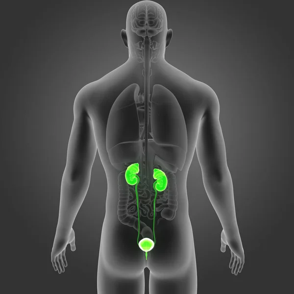 Мочевая система с органами — стоковое фото