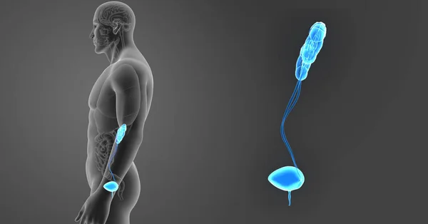 Zoom del sistema urinario con órganos — Foto de Stock