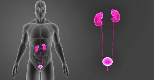 Zoom del sistema urinario con órganos — Foto de Stock