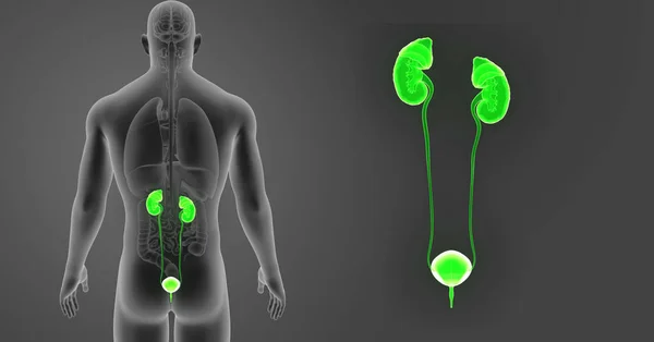 Urinvägarna zoom med organ — Stockfoto