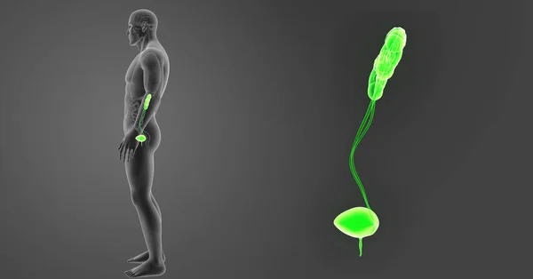 Urinewegen zoom met organen — Stockfoto