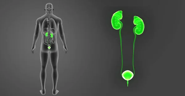 Zoom układu moczowego i narządów — Zdjęcie stockowe