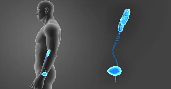 Zoom del sistema urinario con cuerpo — Foto de Stock