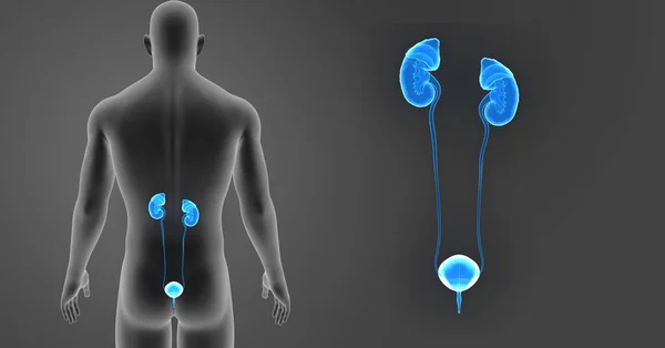 Zoom do sistema urinário com o corpo — Fotografia de Stock