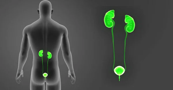 Zoom del sistema urinario con cuerpo — Foto de Stock