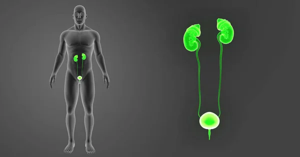 Zoom del sistema urinario con cuerpo —  Fotos de Stock