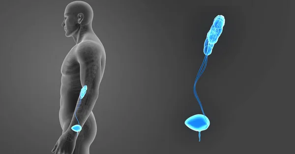 Zoom del sistema urinario con esqueleto — Foto de Stock