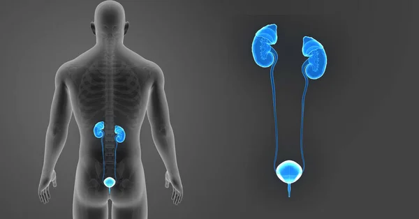 Urinary system zoom with skeleton — Stock Photo, Image